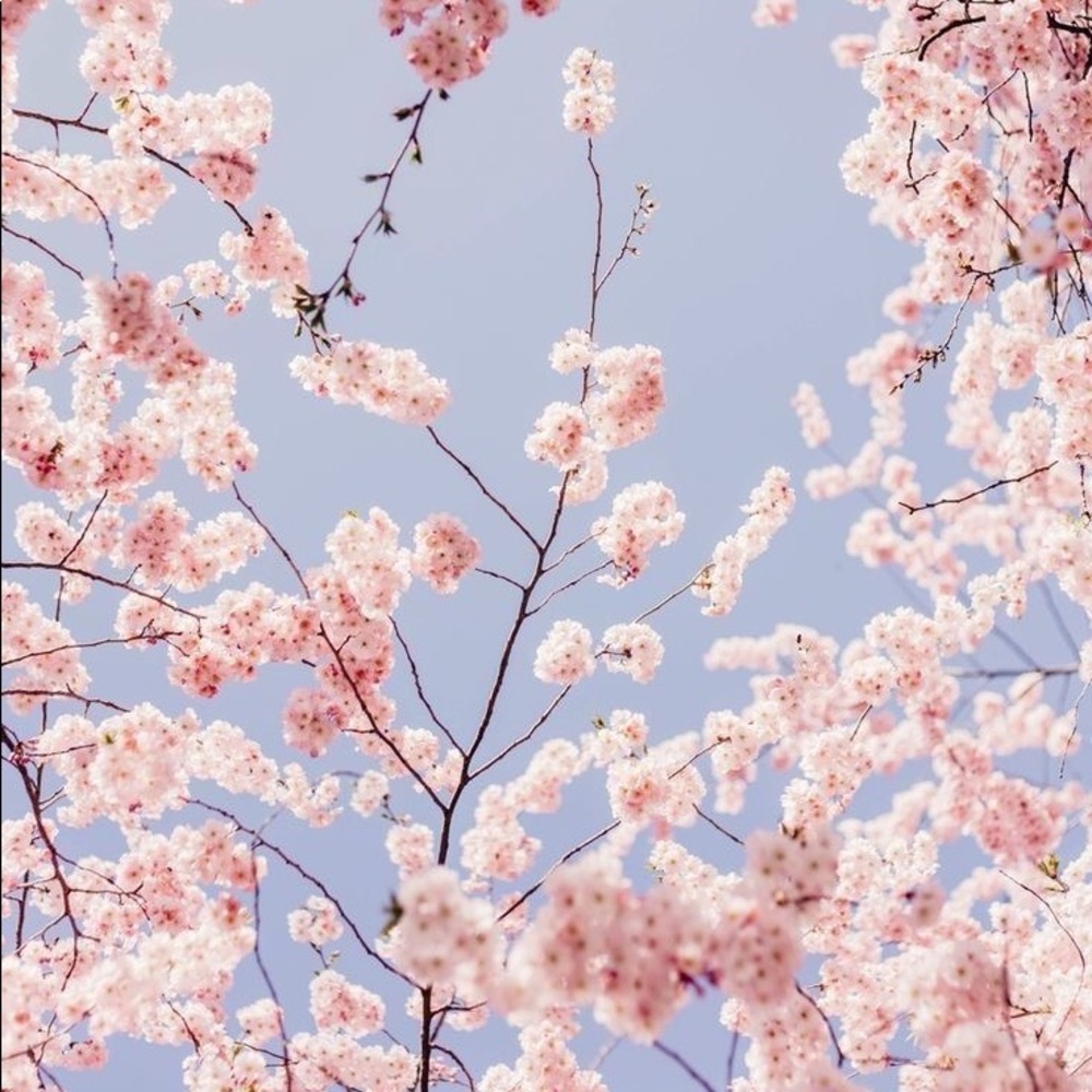 Meet your Posher, Paula